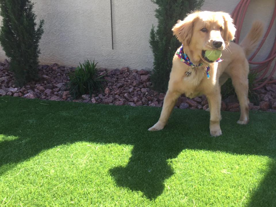 Sunny tennis ball